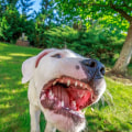 The Truth About Dog Bites: What Every Dog Owner Needs to Know