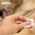 What to Do If Your Dog Bites You: Expert Tips and Advice