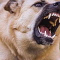 Understanding Dog Aggression: Why Dogs Bite and How to Prevent It