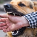 The Legal and Medical Implications of Dog Bites