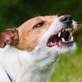 The Long-Term Effects of Dog Bites: What You Need to Know