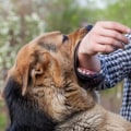 The Consequences of Dog Bites: Understanding Euthanasia Laws