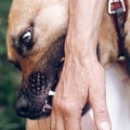 What to Do if Your Dog Bites Someone: Expert Advice