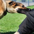 Understanding and Managing Dog Biting Behavior