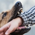 The Long-Term Effects of Dog Bites