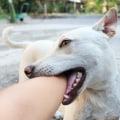 Understanding Why Dogs Playfully Bite Their Owners