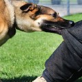 Dealing with a Dog Bite: What to Do and How to Prevent It