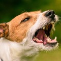 The Legal Consequences of Dog Bites: What Every Pet Owner Should Know