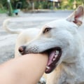 Understanding Dog Bites: What Every Dog Owner Should Know