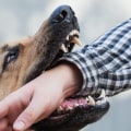 The Psychology Behind Why Dogs Bite Certain People