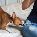 Understanding Why Dogs Bite and How to Prevent It