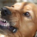 What to Do If Your Dog Bites You: Expert Tips and Advice