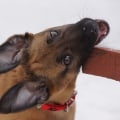 Understanding Your Dog's Playful Biting Behavior