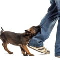 Understanding and Managing Dog Bites