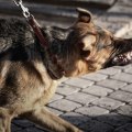 The Truth About Dog Bites: Who is Really at Fault?