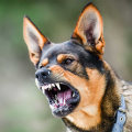 Understanding Canine Aggression: Why Dogs Bite and How to Address It