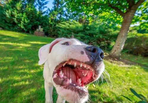 The Truth About Dog Bites: What Every Dog Owner Needs to Know