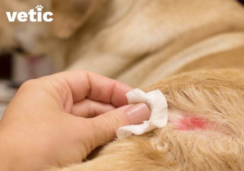 What to Do If Your Dog Bites You: Expert Tips and Advice