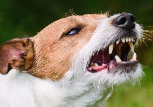 The Long-Term Effects of Dog Bites: What You Need to Know