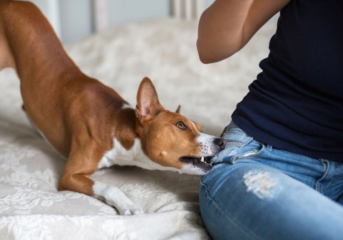 Understanding Why Dogs Bite and How to Prevent It