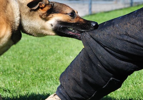 Understanding and Managing Dog Biting Behavior