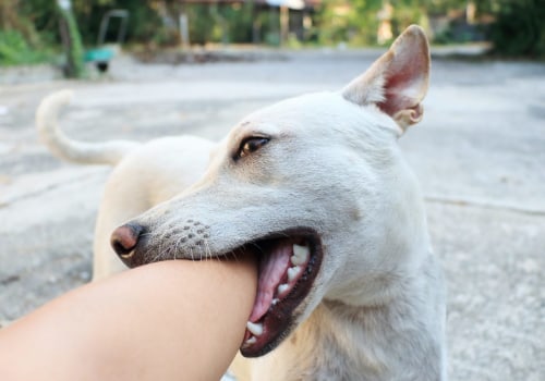 Understanding Why Dogs Playfully Bite Their Owners