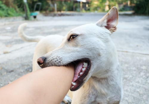 Understanding Dog Bites: What Every Dog Owner Should Know