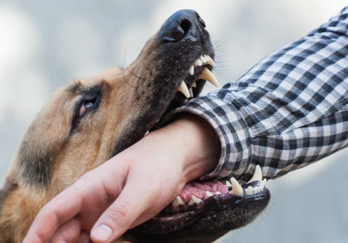 The Psychology Behind Why Dogs Bite Certain People