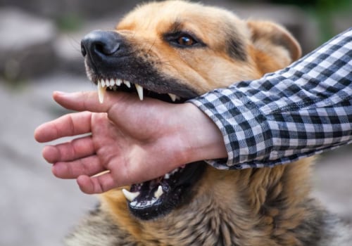 The Science Behind Why Dogs Bite Some People But Not Others