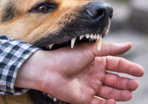 The Long-Term Effects of Dog Bites: What You Need to Know