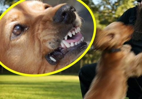 What to Do When Your Own Dog Bites You