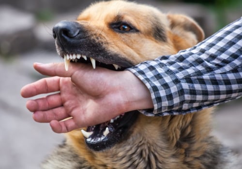 Understanding the Reasons Behind Dog Bites