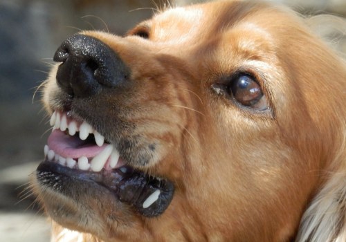 What to Do If Your Dog Bites You: Expert Tips and Advice