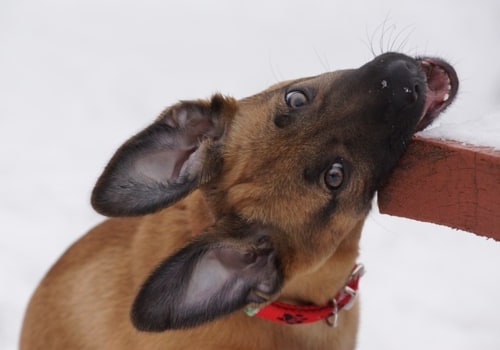 Understanding Your Dog's Playful Biting Behavior