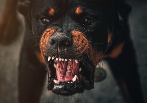 Understanding the Reasons Behind Unprovoked Dog Bites