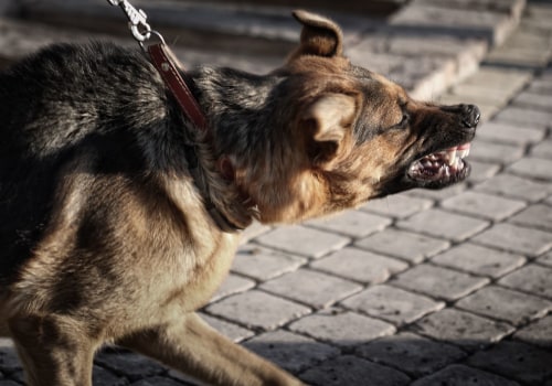 The Truth About Dog Bites: Who is Really at Fault?