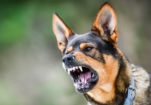 Understanding Canine Aggression: Why Dogs Bite and How to Address It